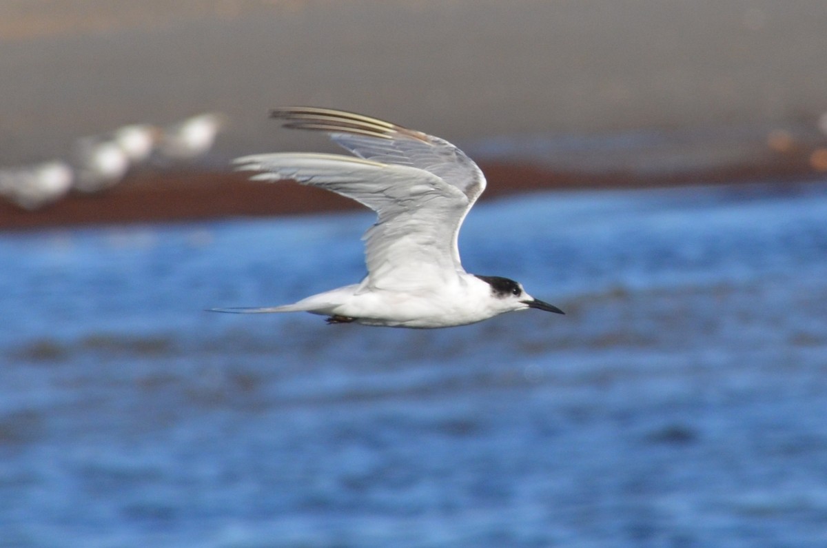 Common Tern - ML647706543