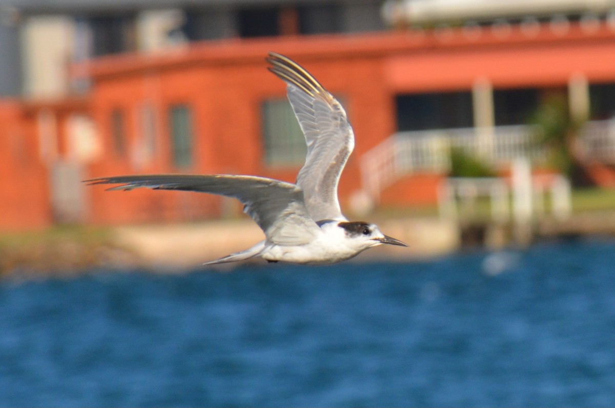 Common Tern - ML647706544