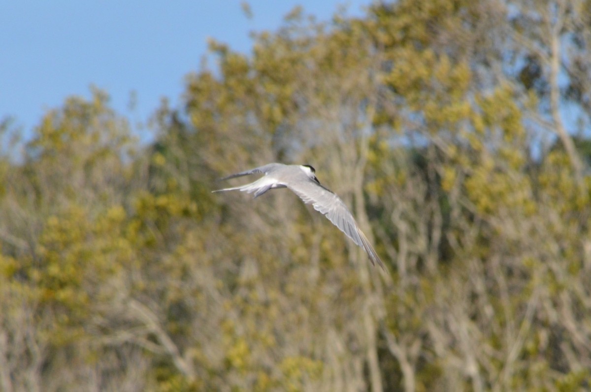 Common Tern - ML647706545