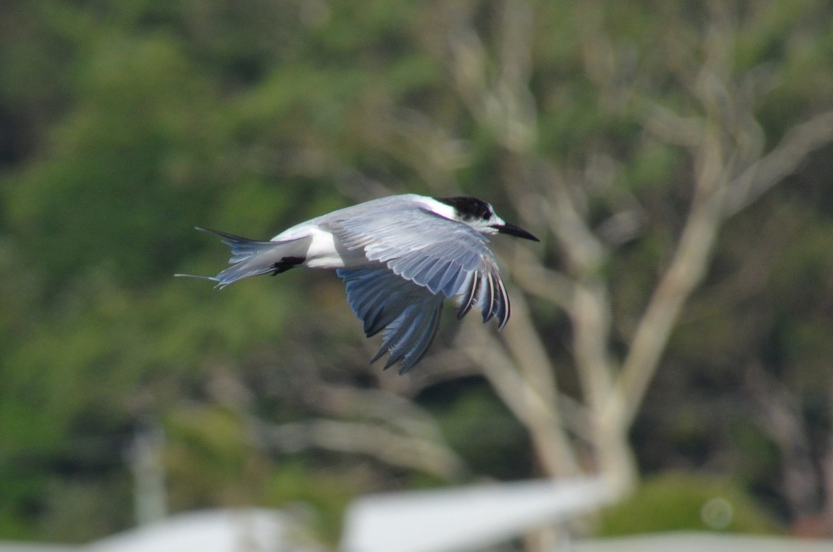 Common Tern - ML647706546