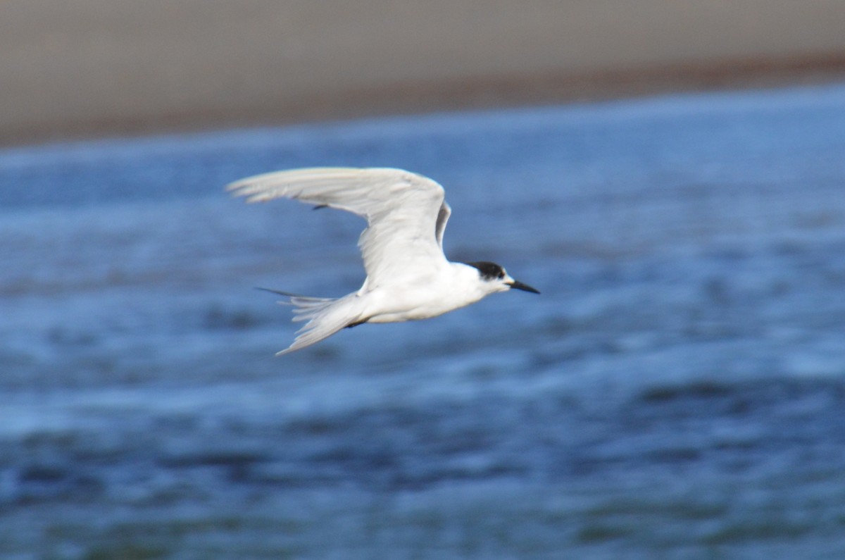 Common Tern - ML647706547