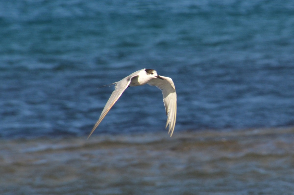 Common Tern - ML647706548