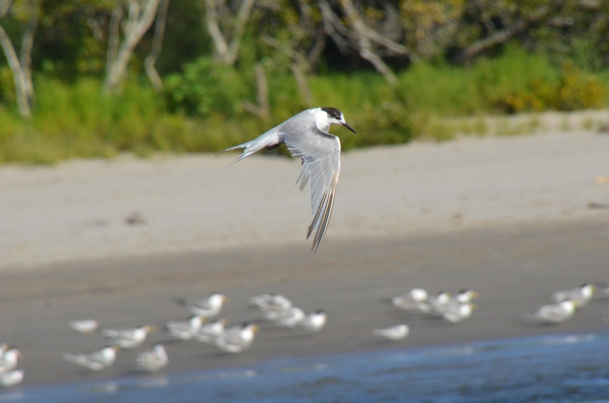 Common Tern - ML647706549