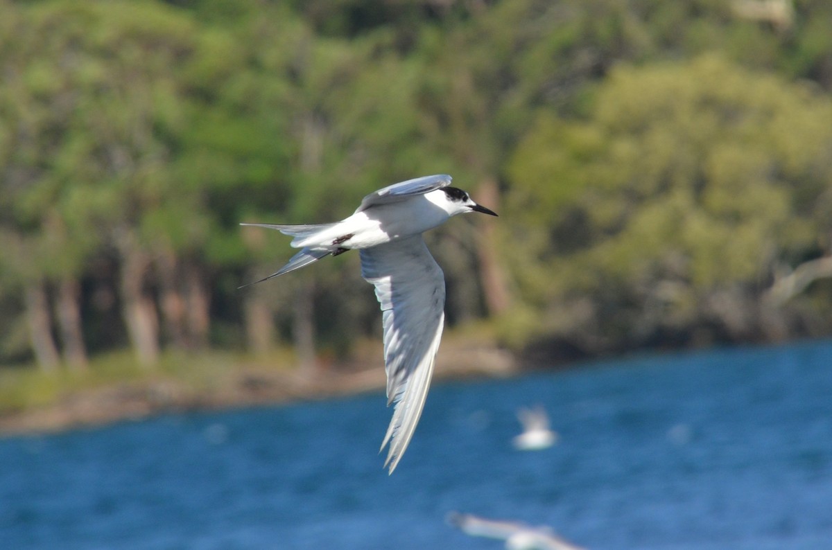 Common Tern - ML647706550