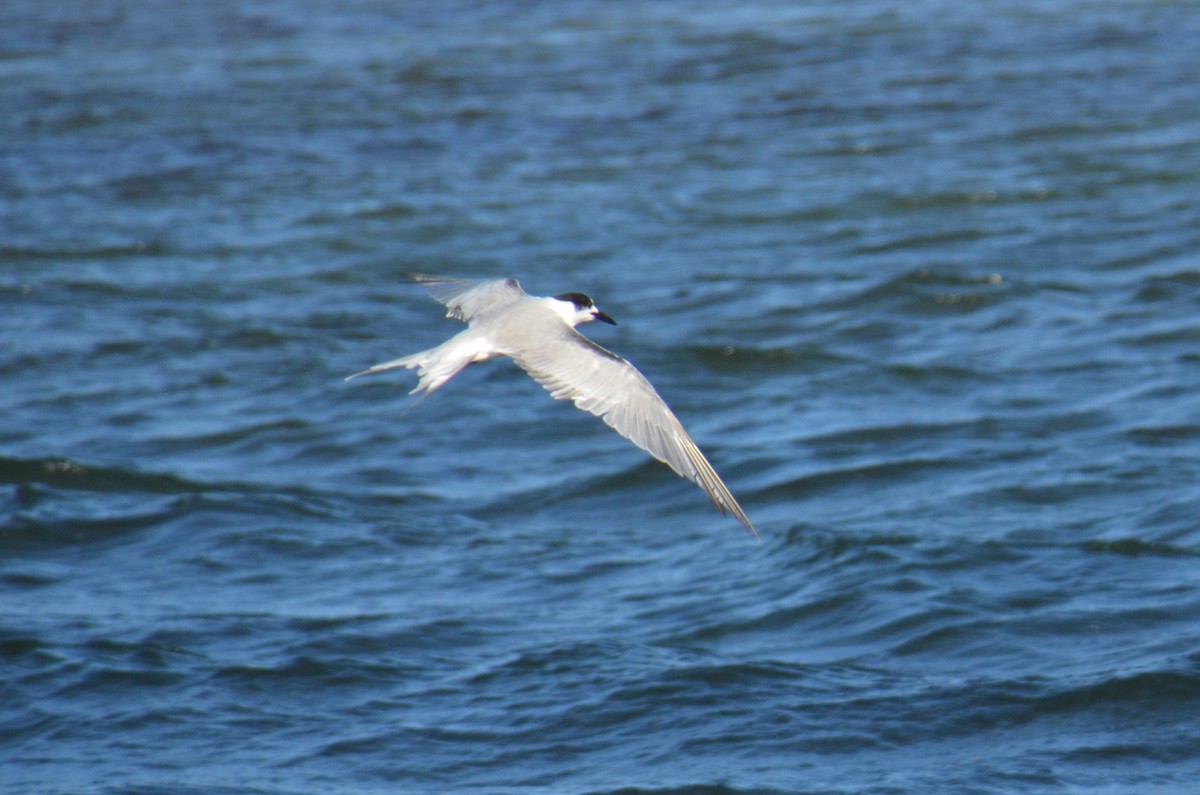 Common Tern - ML647706551