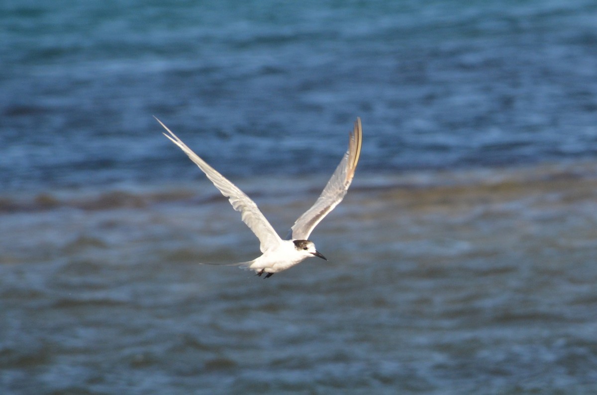 Common Tern - ML647706552