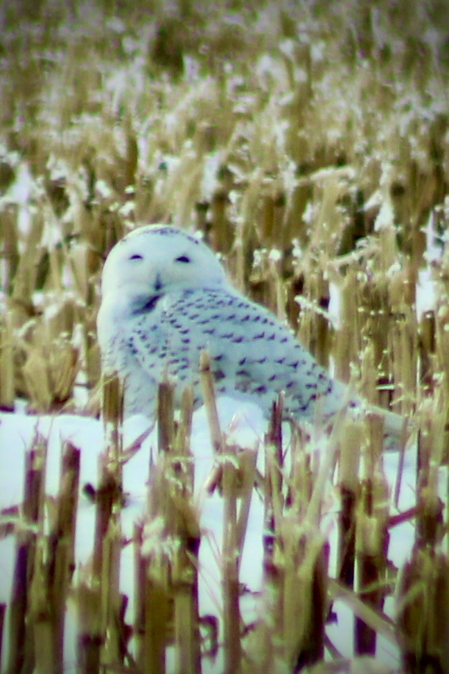 Snowy Owl - ML647706553
