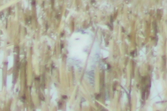 Snowy Owl - ML647706554