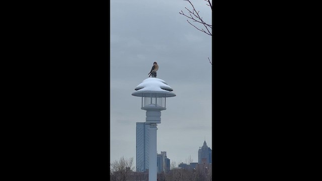 American Kestrel - ML647706563