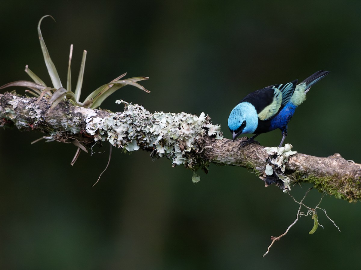 Blue-necked Tanager - ML647706564