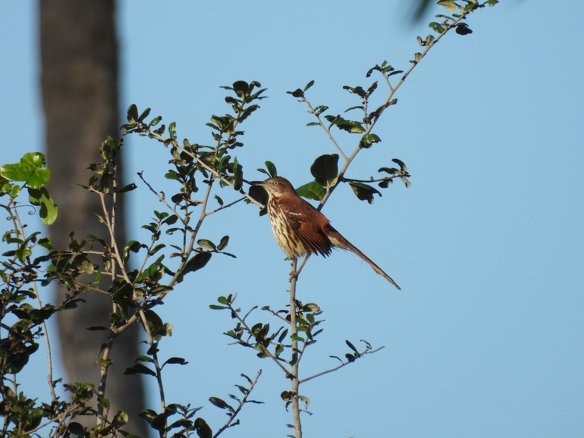 דשוש חום - ML647706565