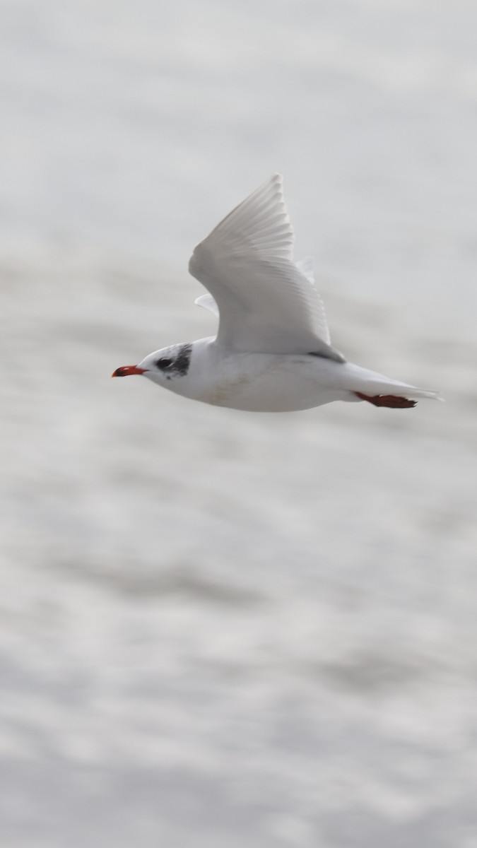 Mediterranean Gull - ML647706639