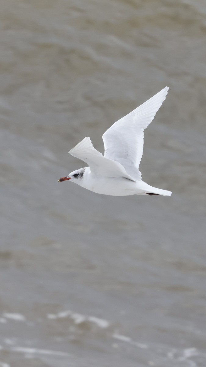 Mediterranean Gull - ML647706640