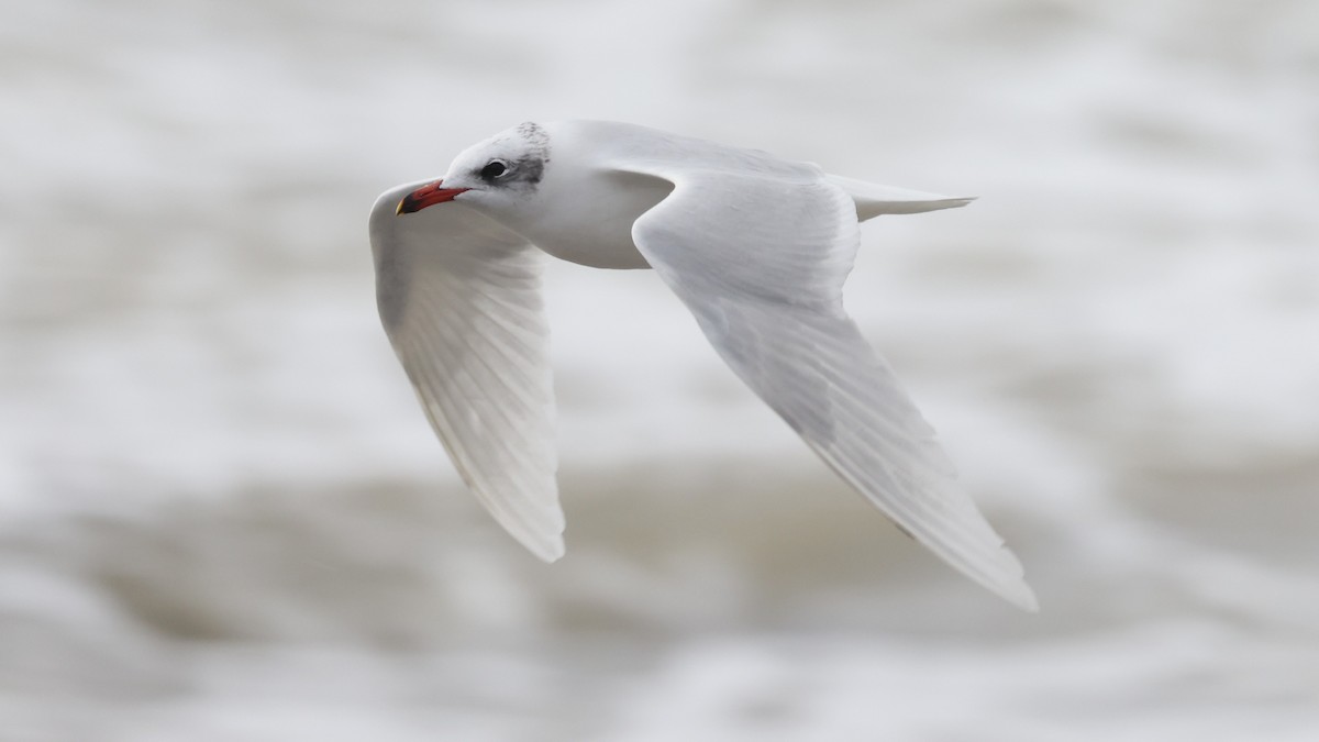 Mediterranean Gull - ML647706641