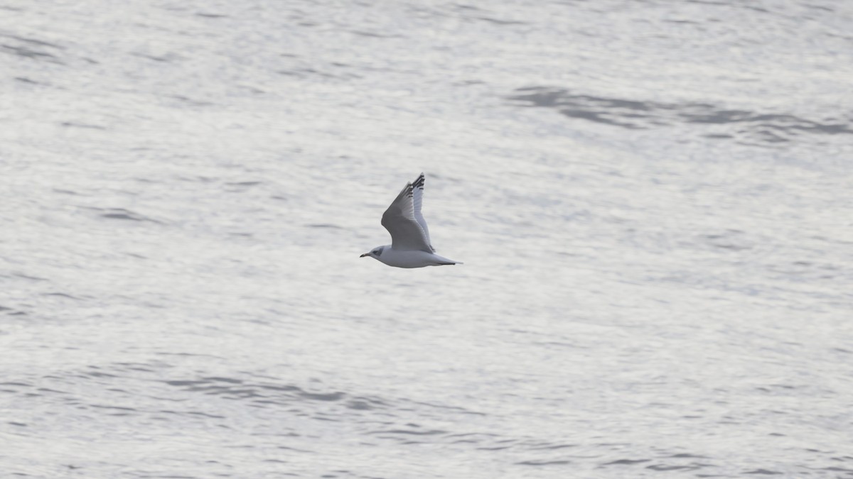 Mediterranean Gull - ML647706672