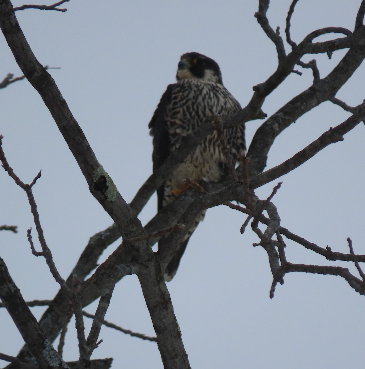Peregrine Falcon - ML647706673