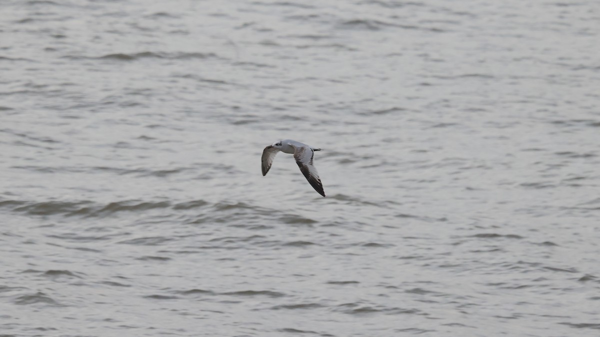Mediterranean Gull - ML647706685