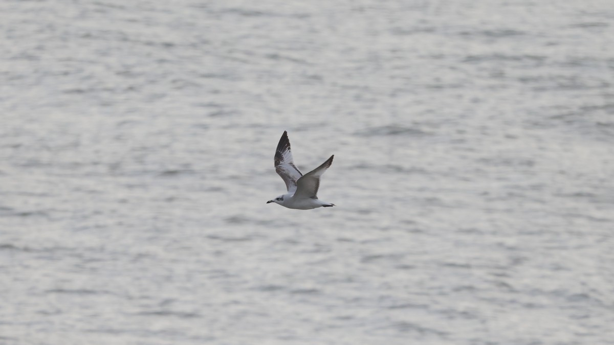 Mediterranean Gull - ML647706686