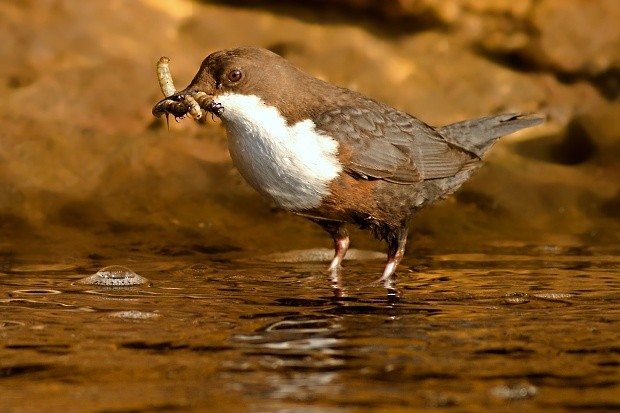 Пронурок біловолий - ML647706727