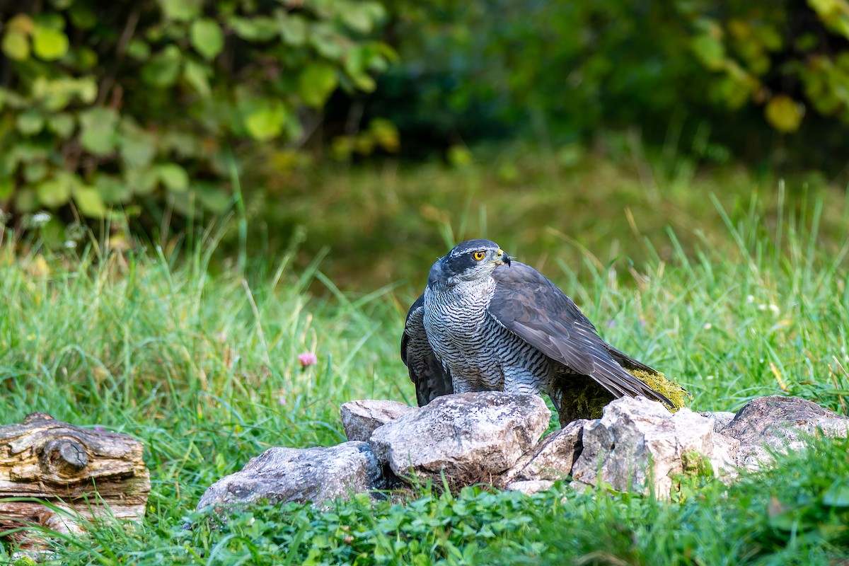 Eurasian Goshawk - ML647706739