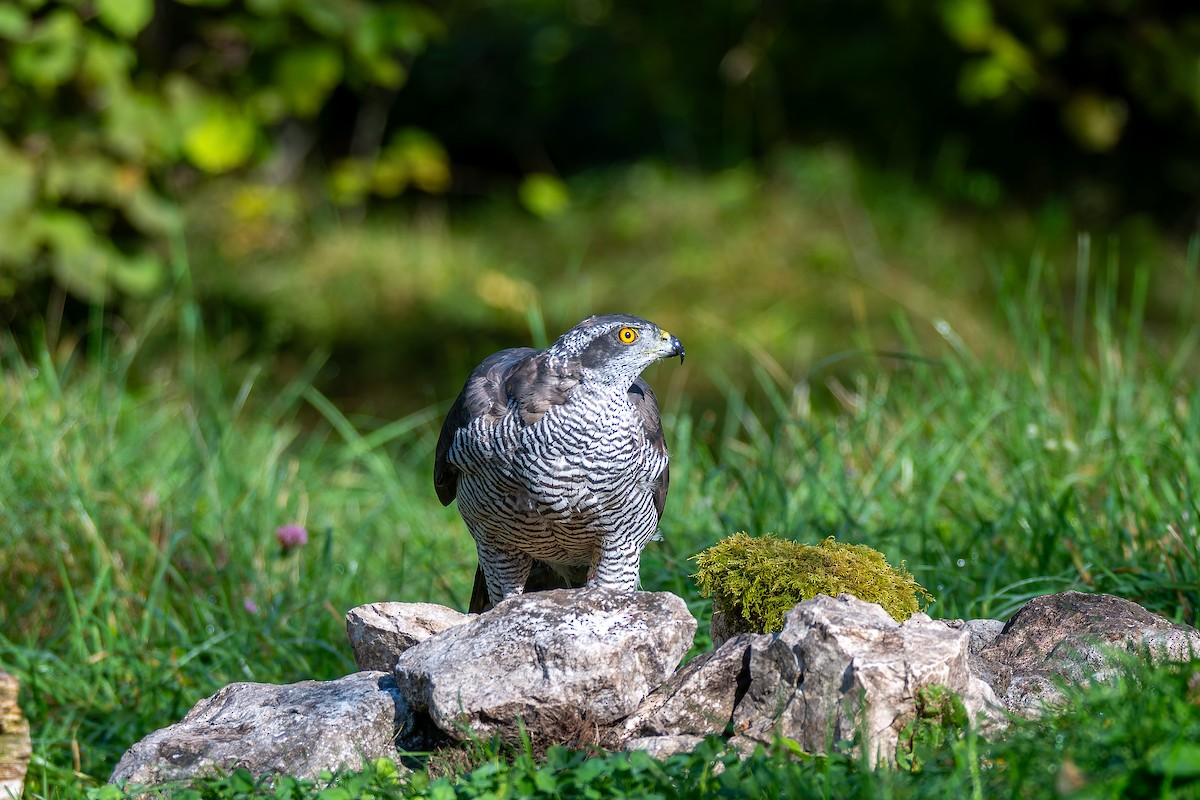 Eurasian Goshawk - ML647706740