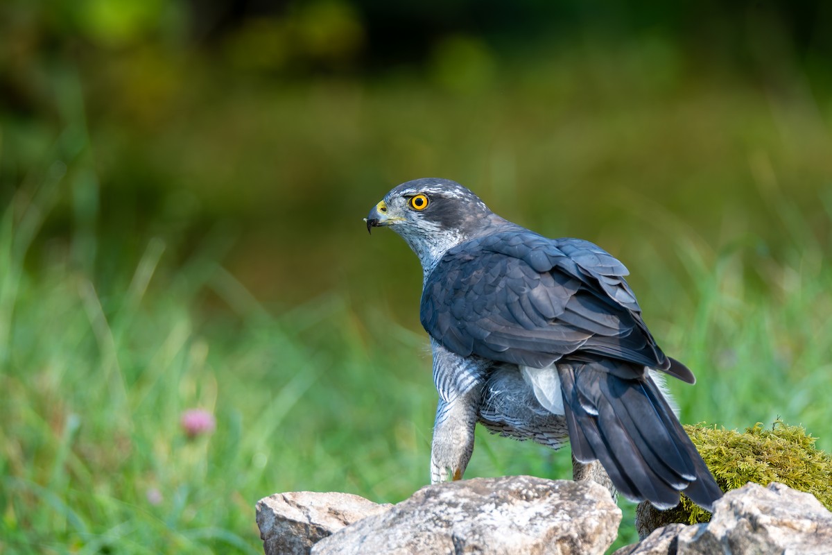 Eurasian Goshawk - ML647706741