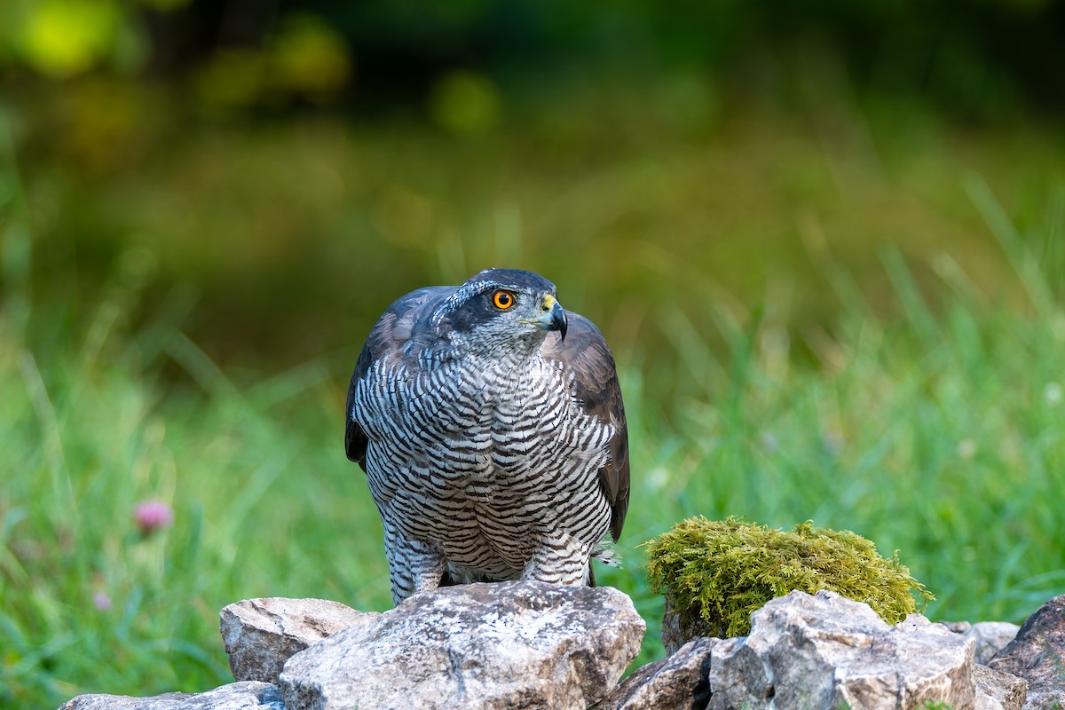 Eurasian Goshawk - ML647706742