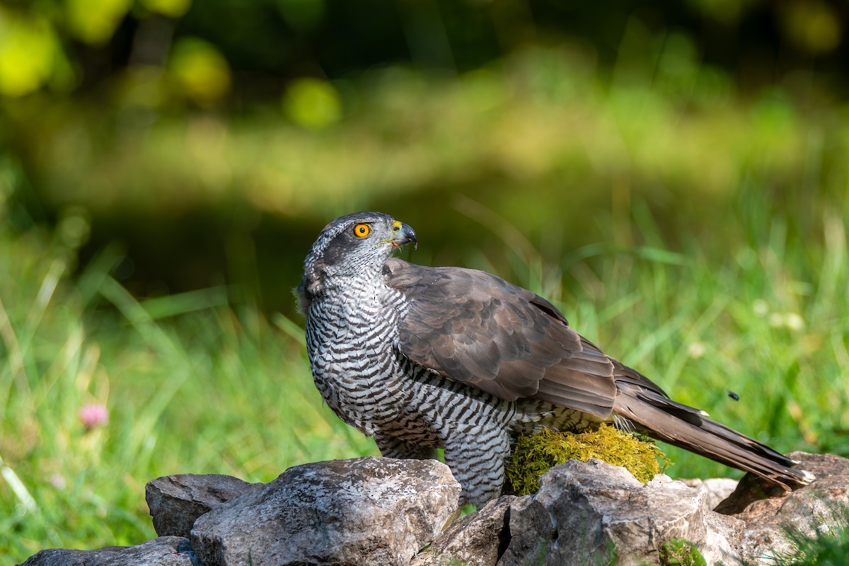 Eurasian Goshawk - ML647706744