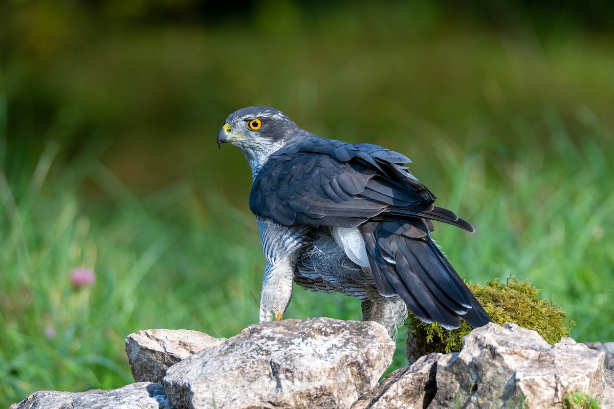 Eurasian Goshawk - ML647706745