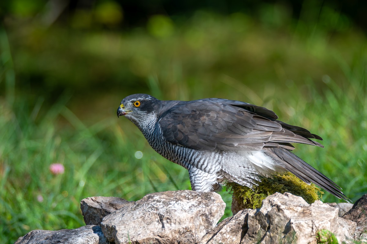 Eurasian Goshawk - ML647706746