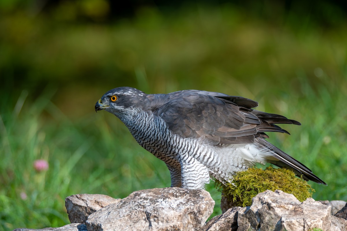 Eurasian Goshawk - ML647706747