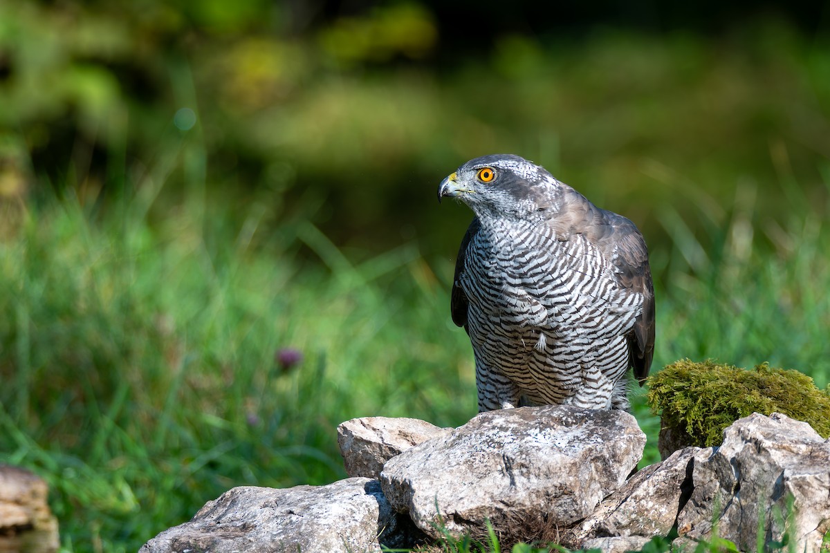 Eurasian Goshawk - ML647706750