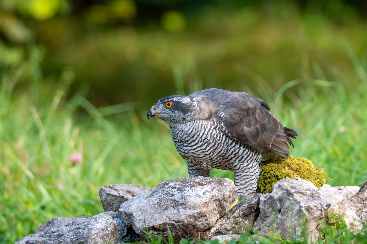 Eurasian Goshawk - ML647706753