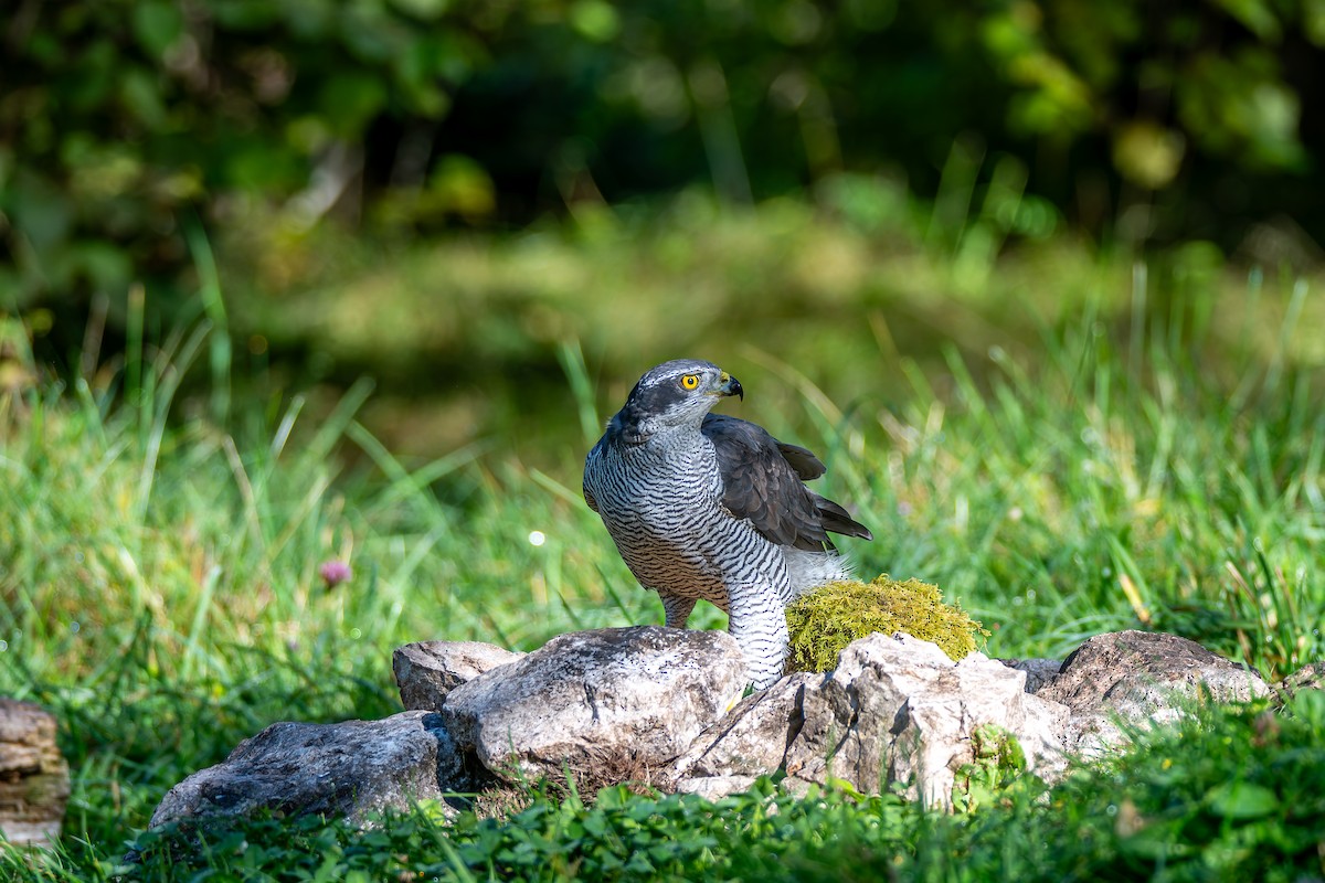 Eurasian Goshawk - ML647706755