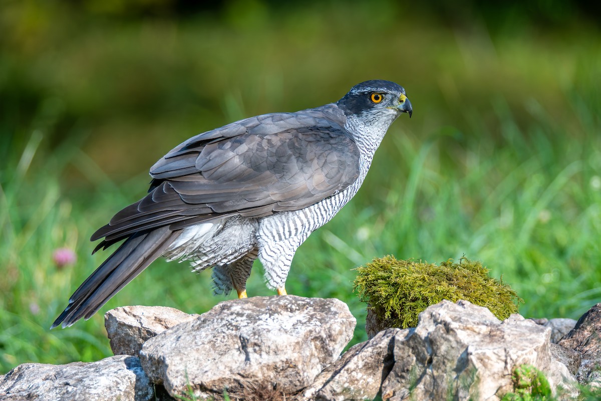 Eurasian Goshawk - ML647706756