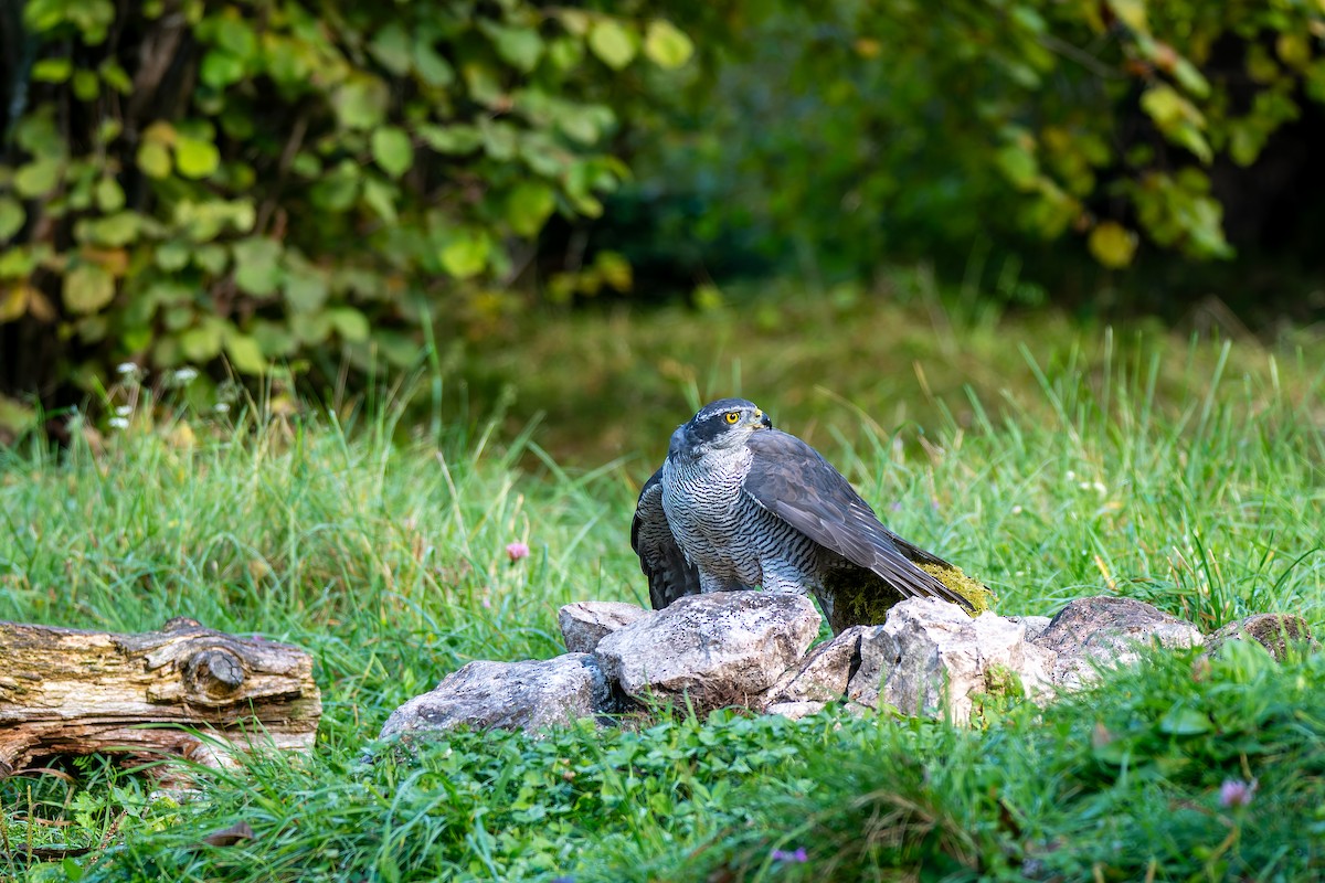 Eurasian Goshawk - ML647706757