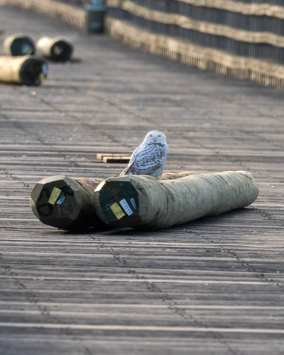 Snowy Owl - ML647706790