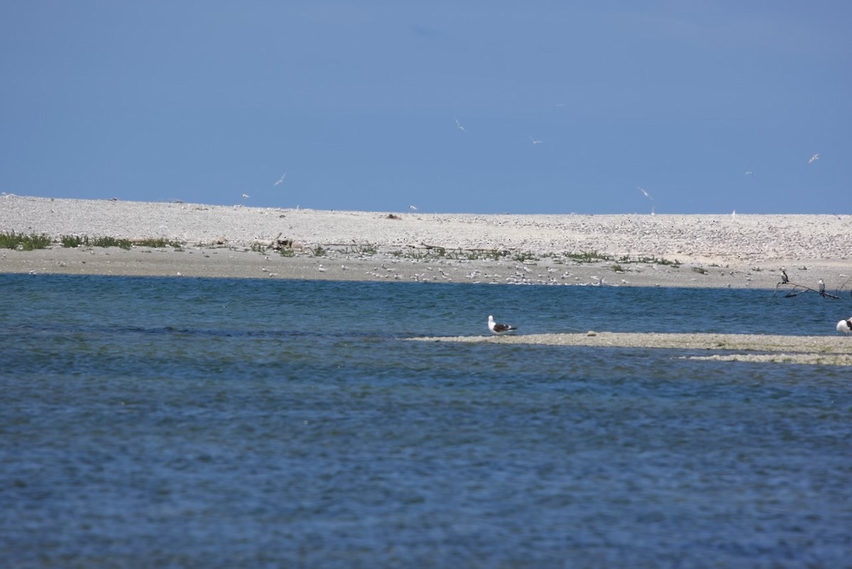 Баклан бурий - ML647706804