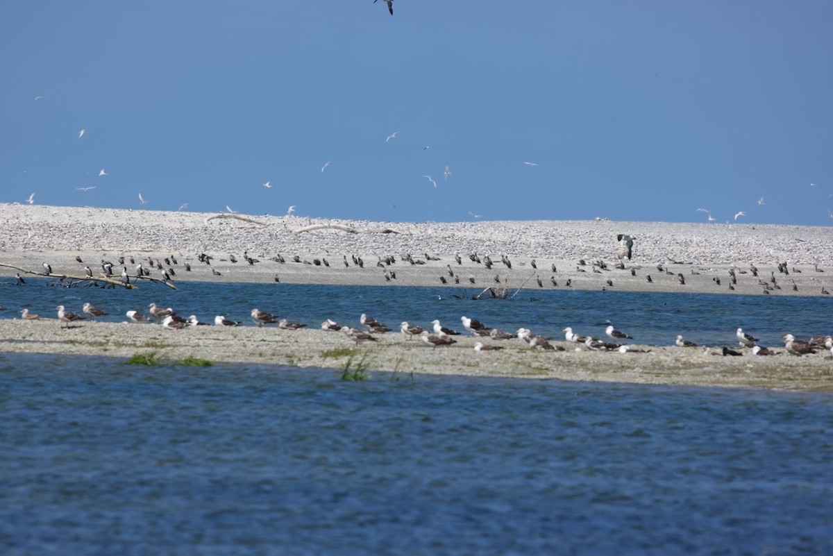 Баклан бурий - ML647706805