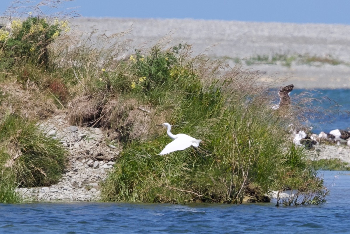 Чепура мала (підвид immaculata) - ML647706831
