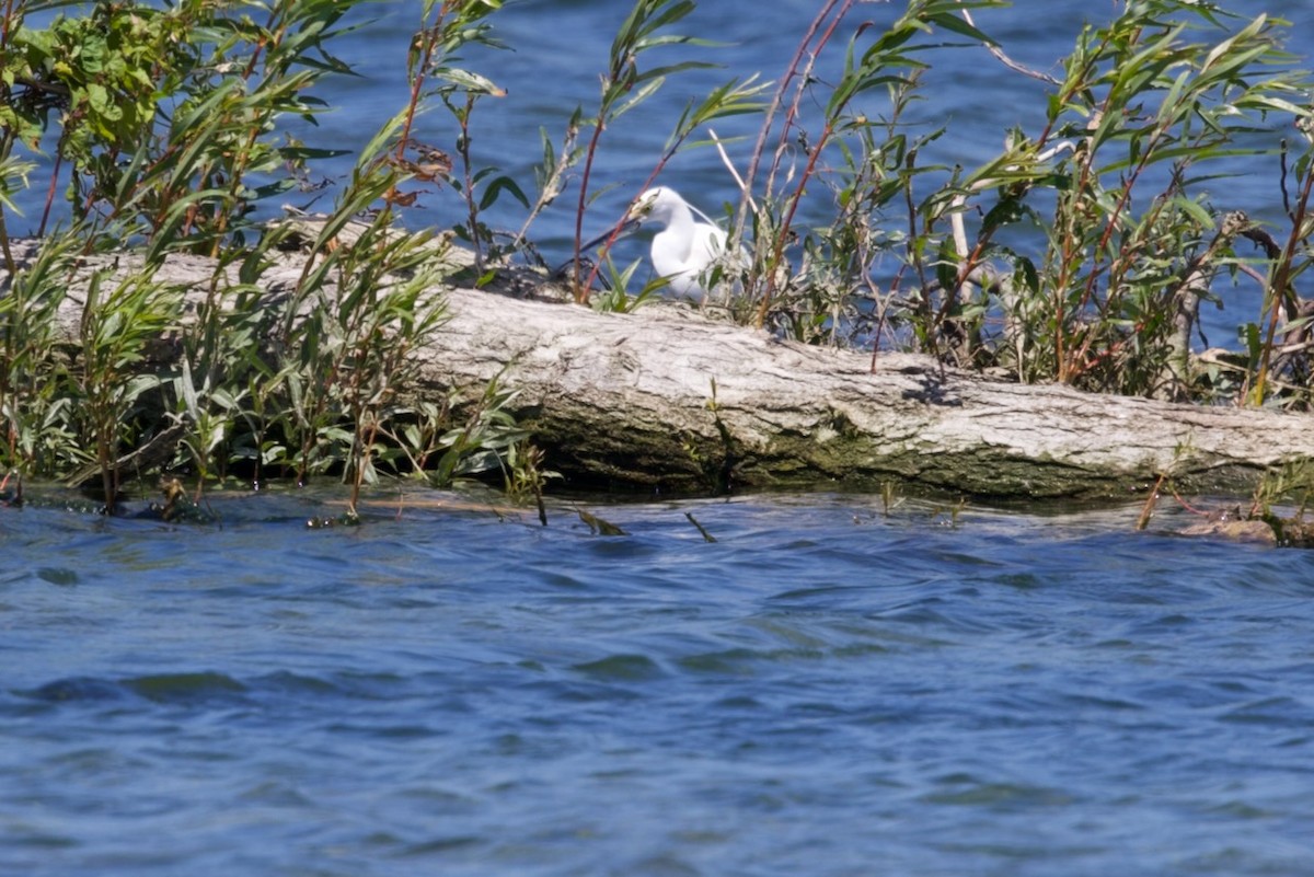 Чепура мала (підвид immaculata) - ML647706832