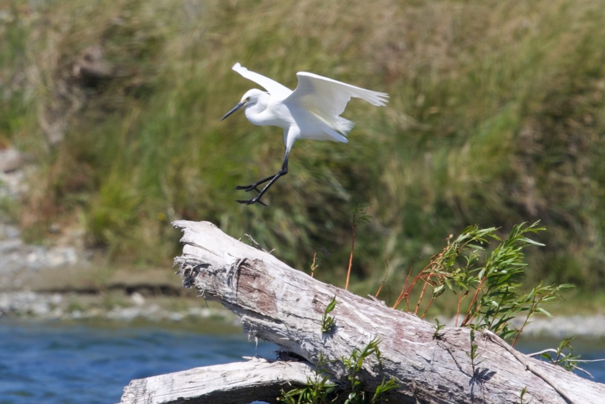 Чепура мала (підвид immaculata) - ML647706833