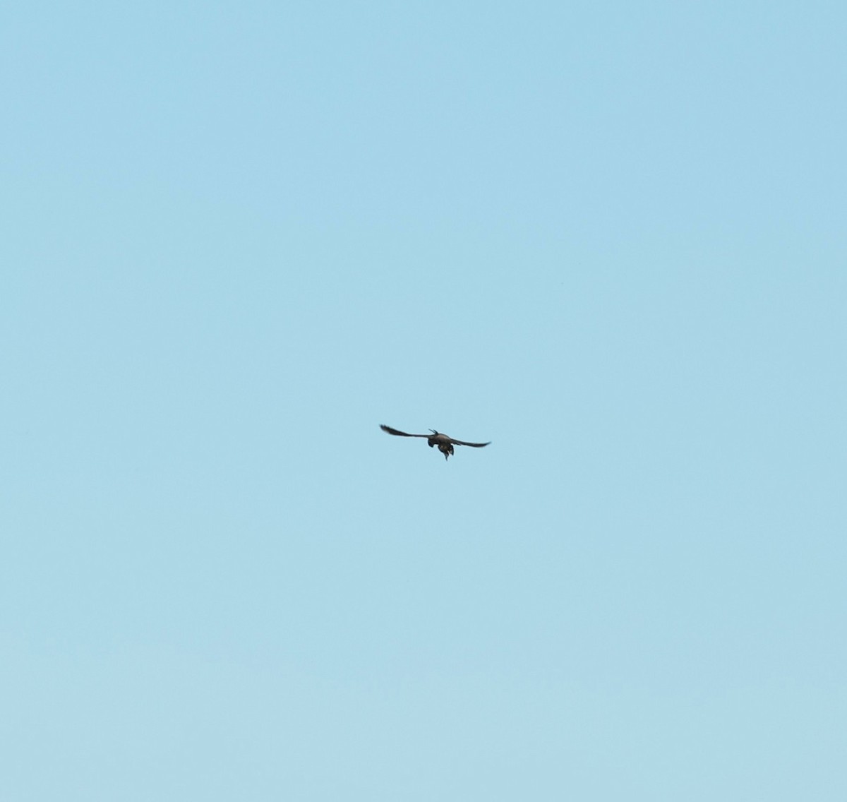 Peregrine Falcon - ML647706844