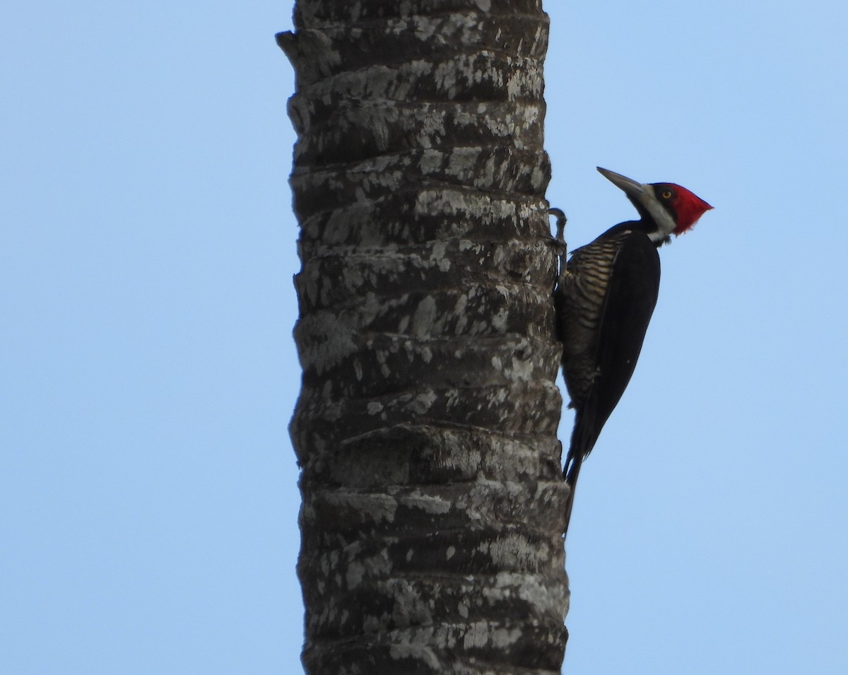 Crimson-crested Woodpecker - ML647706863