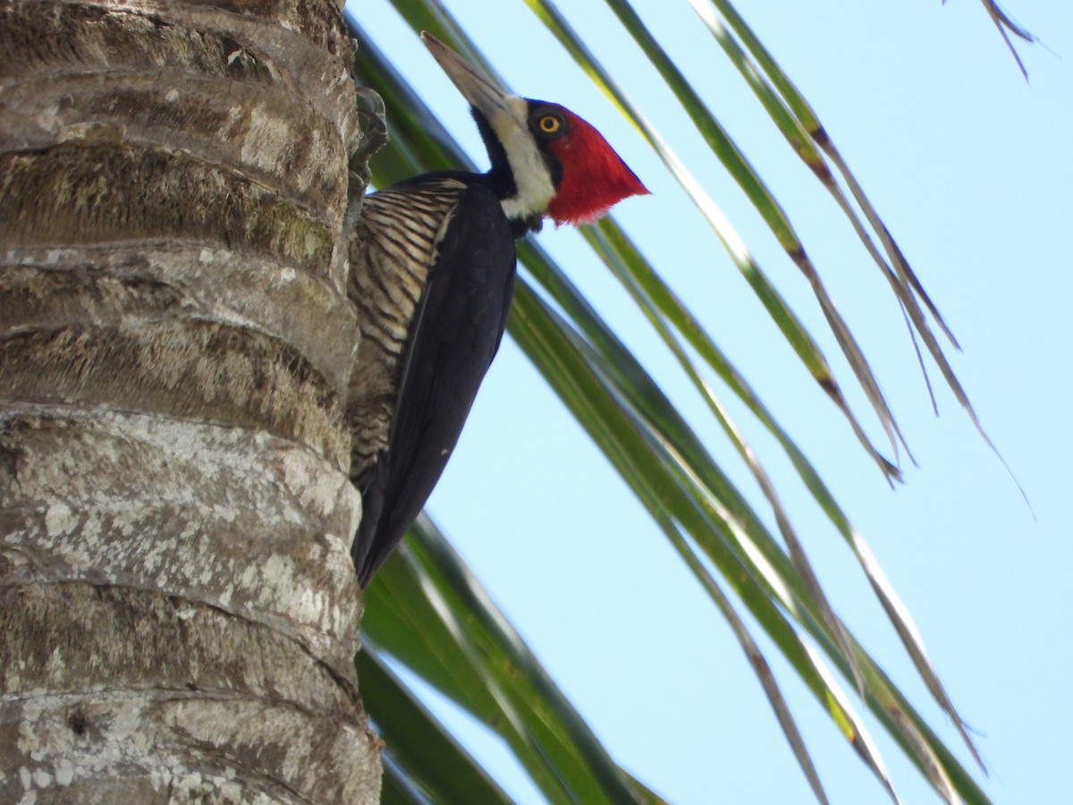 Crimson-crested Woodpecker - ML647706864