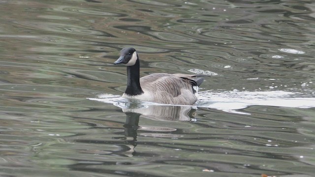 Oca canadese maggiore - ML647706874