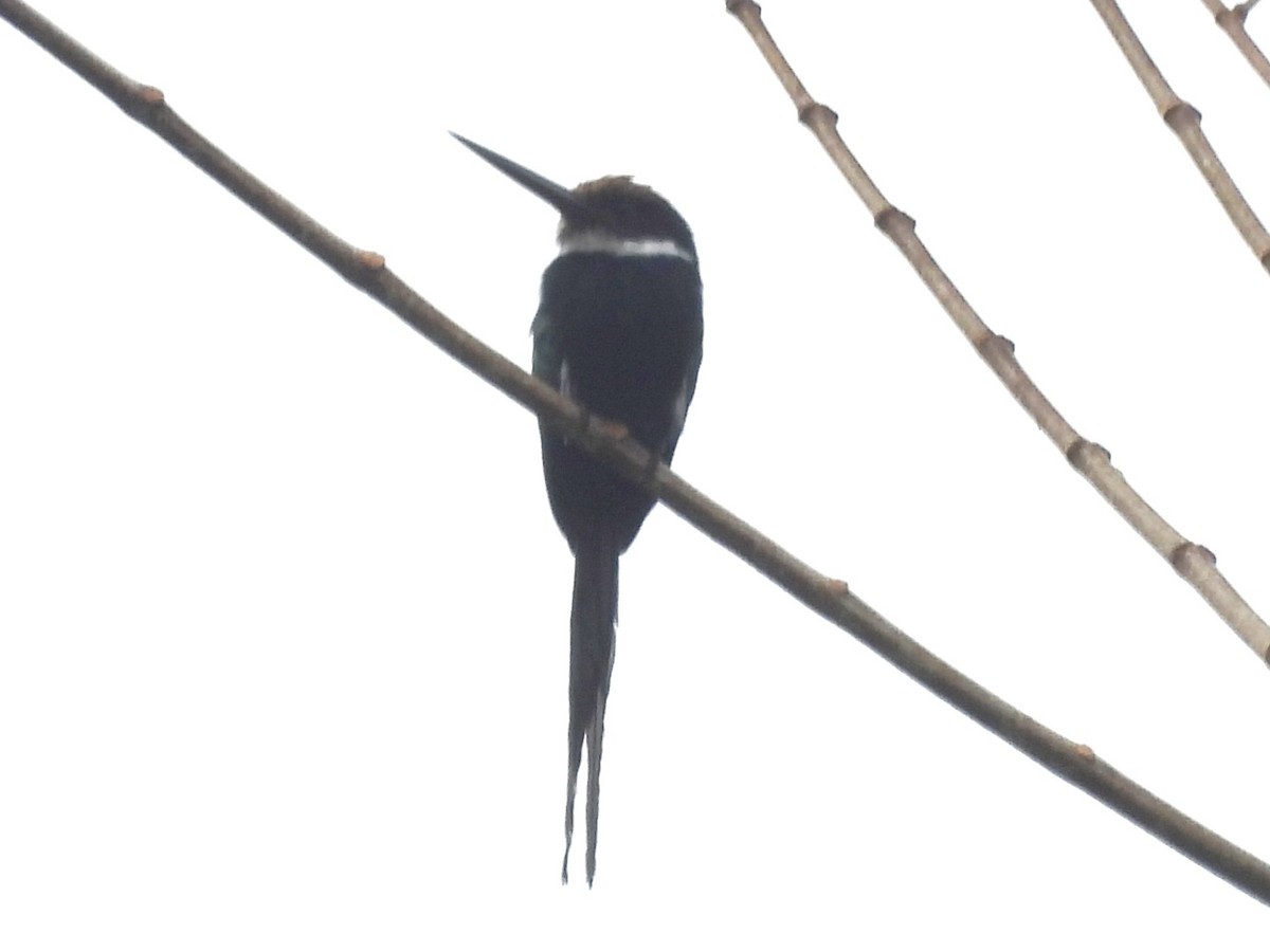 Paradise Jacamar - ML647706899