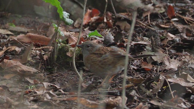 Passera scopaiola - ML647706917