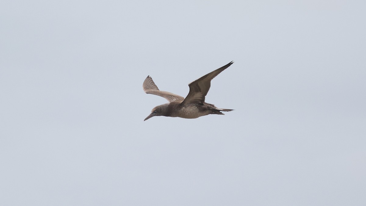 Alcatraz Atlántico - ML647706919