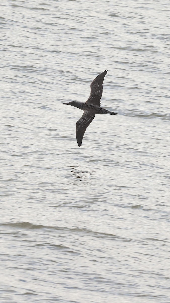 Alcatraz Atlántico - ML647706920